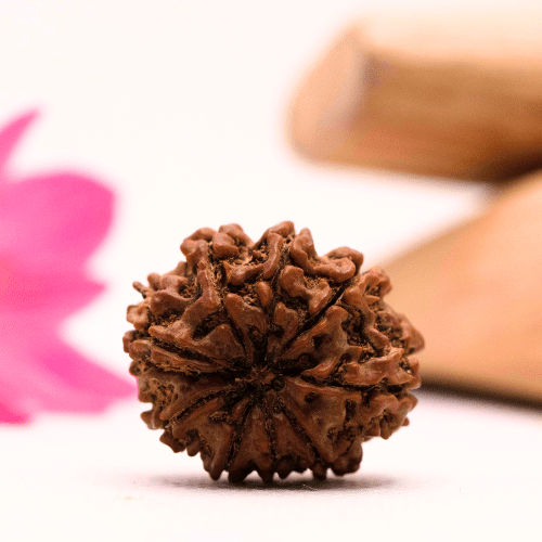 9 Mukhi Nepali Rudraksha - Large