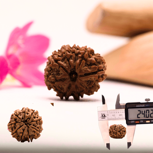 9 Mukhi Nepali Rudraksha - Large