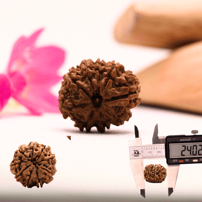 9 Mukhi Nepali Rudraksha - Large