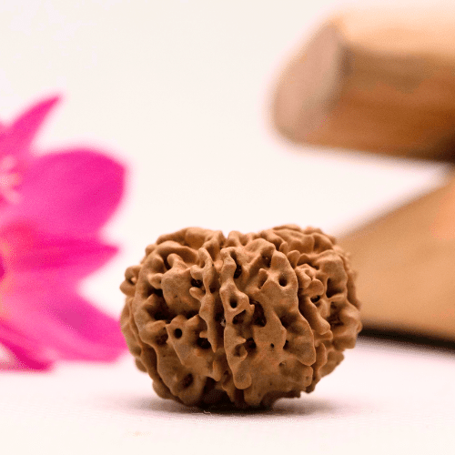 9 Mukhi Nepali Rudraksha - Large