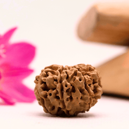 9 Mukhi Nepali Rudraksha - Large