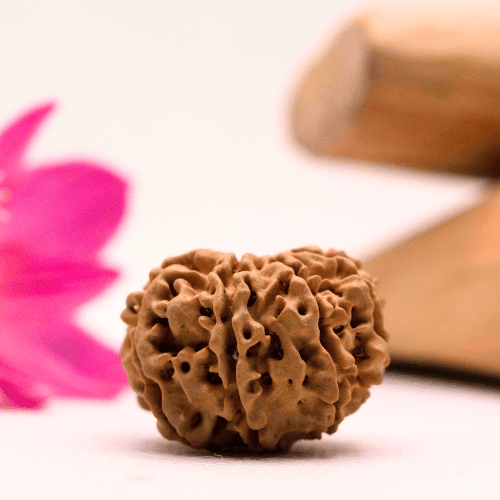 9 Mukhi Nepali Rudraksha - Large