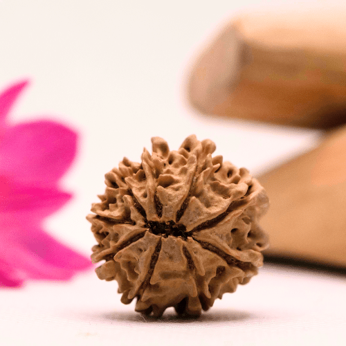 9 Mukhi Nepali Rudraksha - Large
