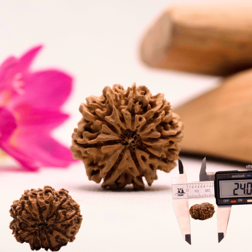9 Mukhi Nepali Rudraksha - Large