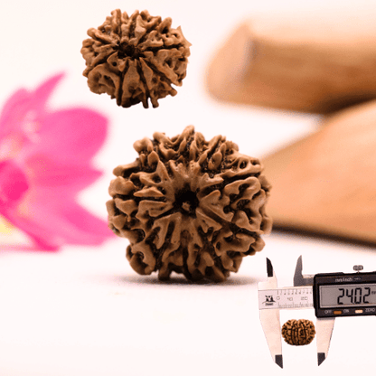 9 Mukhi Nepali Rudraksha - Large