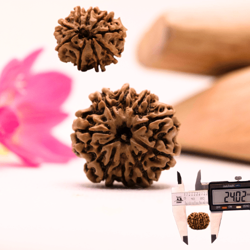 9 Mukhi Nepali Rudraksha - Large