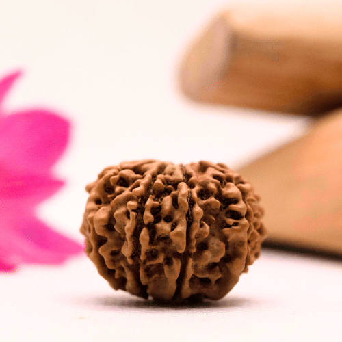 9 Mukhi Nepali Rudraksha - Large