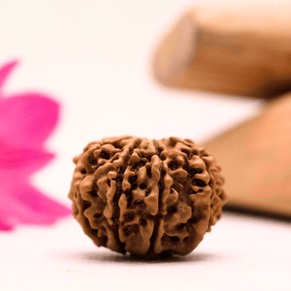 9 Mukhi Nepali Rudraksha - Large