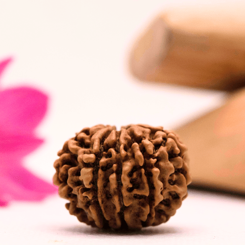 9 Mukhi Nepali Rudraksha - Large