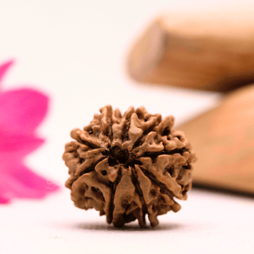 9 Mukhi Nepali Rudraksha - Large