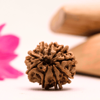 9 Mukhi Nepali Rudraksha - Large