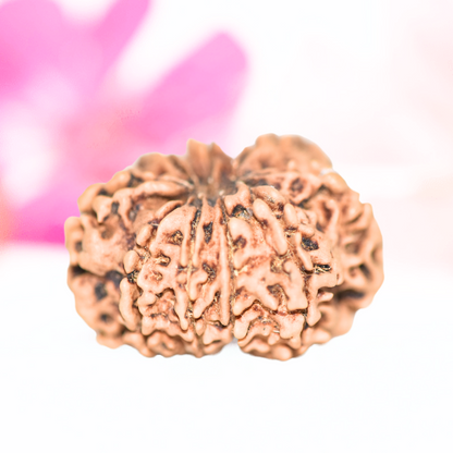 9 Mukhi Nepali Rudraksha - Large