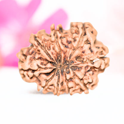 9 Mukhi Nepali Rudraksha - Large