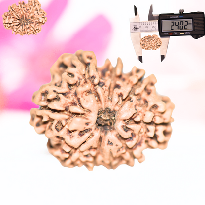 9 Mukhi Nepali Rudraksha - Large