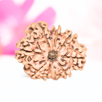 9 Mukhi Nepali Rudraksha - Large