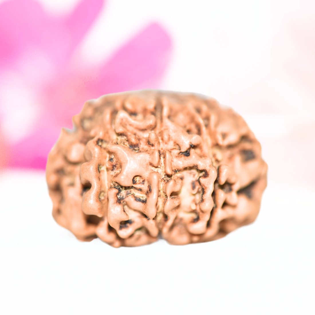 9 Mukhi Nepali Rudraksha - Large