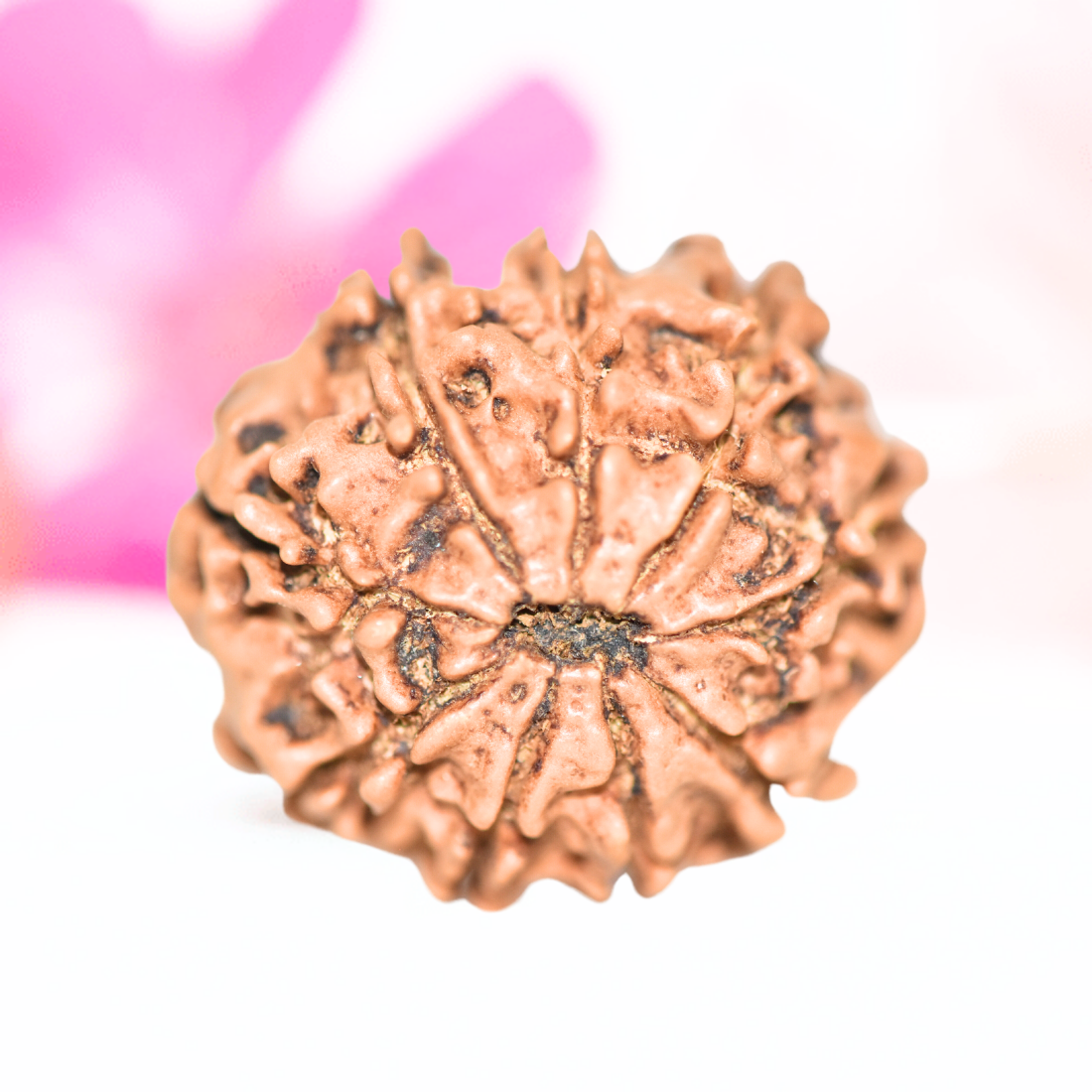 9 Mukhi Nepali Rudraksha - Large