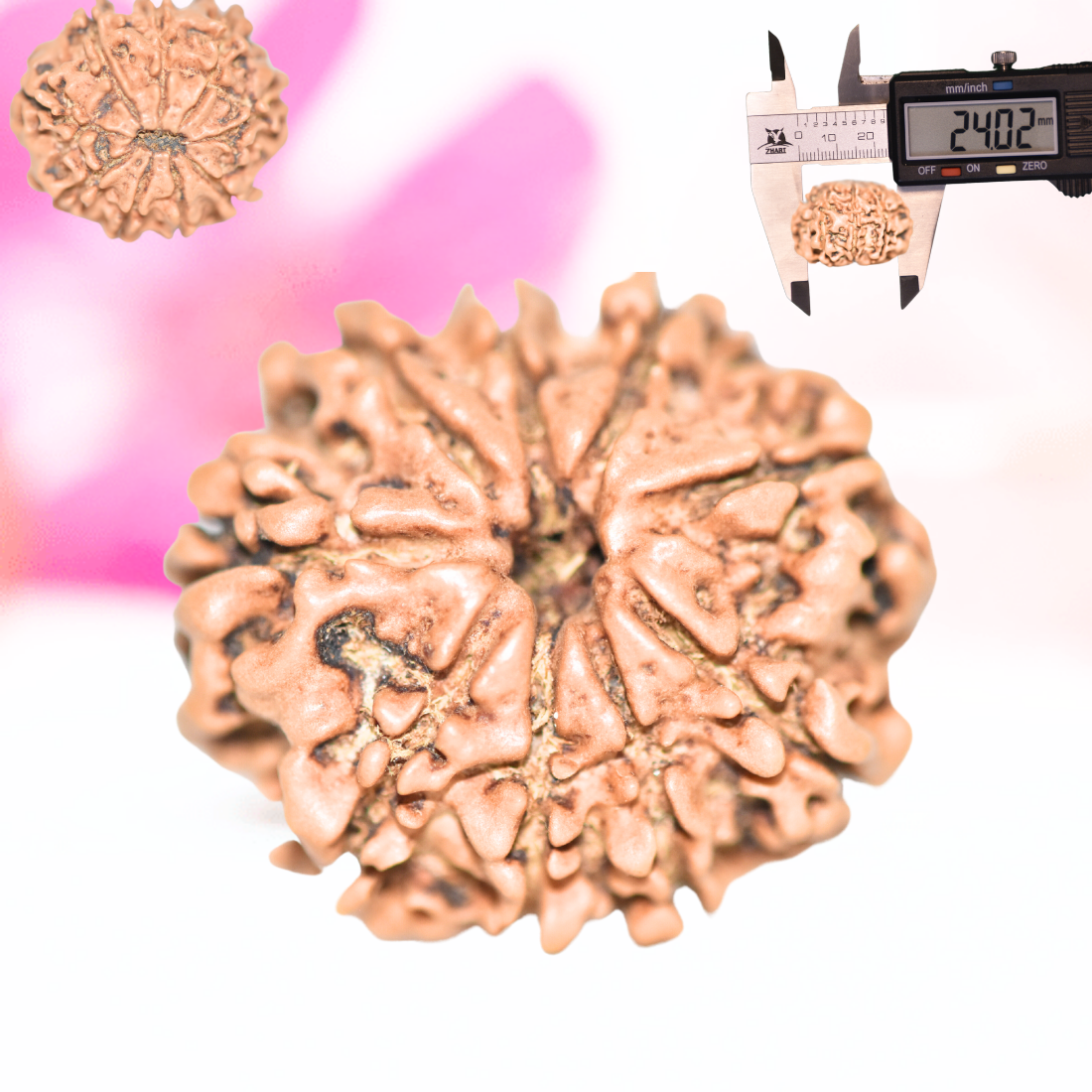 9 Mukhi Nepali Rudraksha - Large