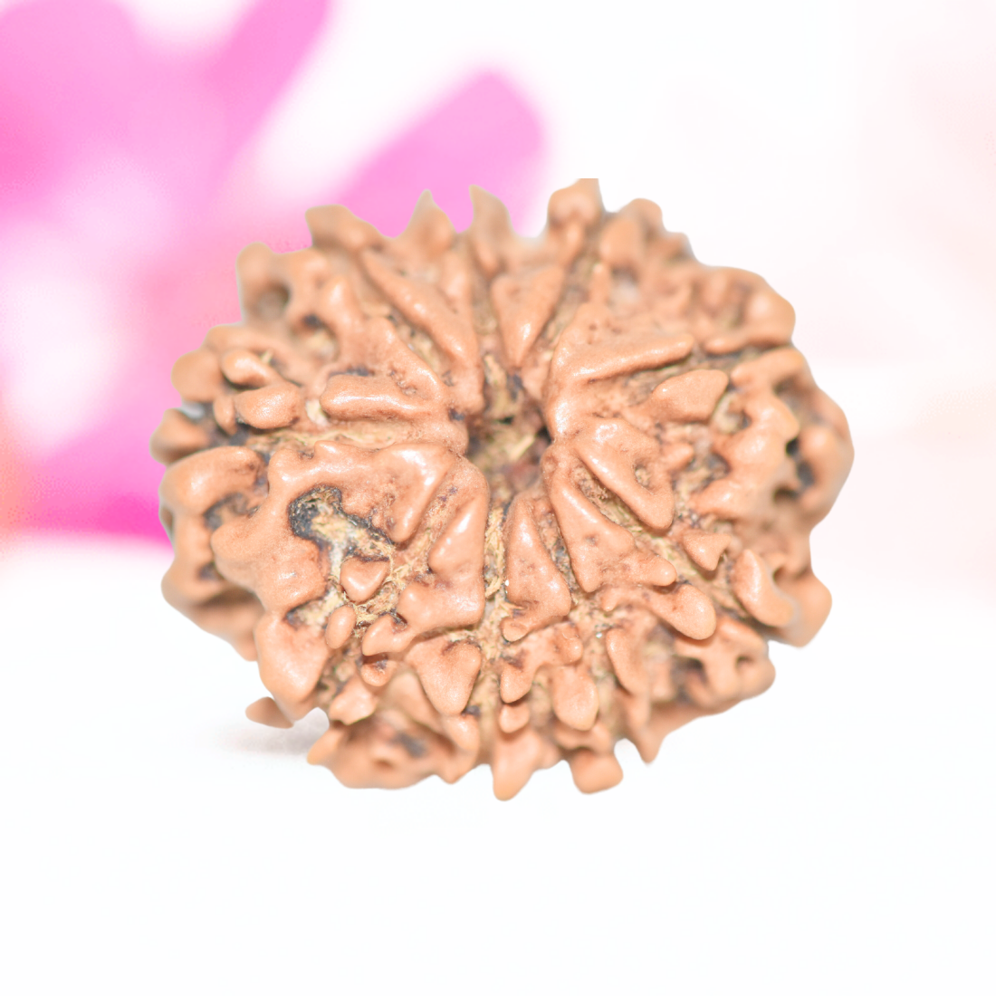 9 Mukhi Nepali Rudraksha - Large