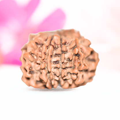 9 Mukhi Nepali Rudraksha - Large