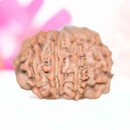 9 Mukhi Nepali Rudraksha - Large