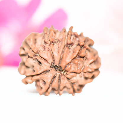 9 Mukhi Nepali Rudraksha - Large