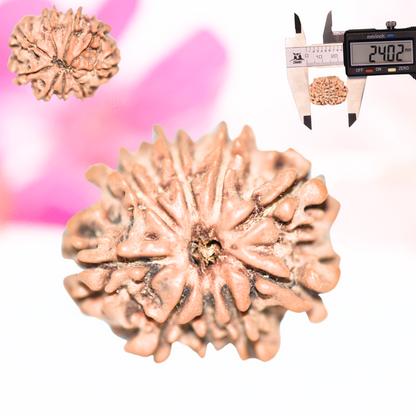 9 Mukhi Nepali Rudraksha - Large
