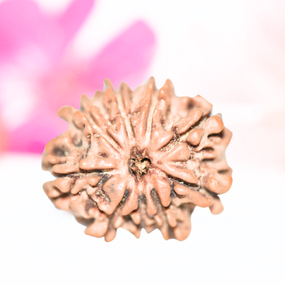 9 Mukhi Nepali Rudraksha - Large