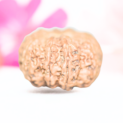 9 Mukhi Nepali Rudraksha - Large