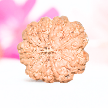 9 Mukhi Nepali Rudraksha - Large