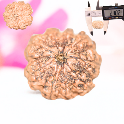 9 Mukhi Nepali Rudraksha - Large