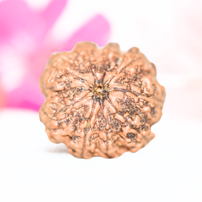 9 Mukhi Nepali Rudraksha - Large
