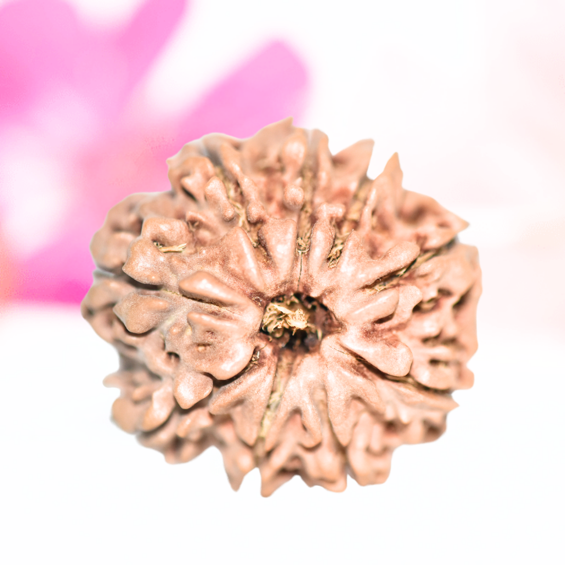 9 Mukhi Nepali Rudraksha - Large