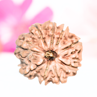 9 Mukhi Nepali Rudraksha - Large