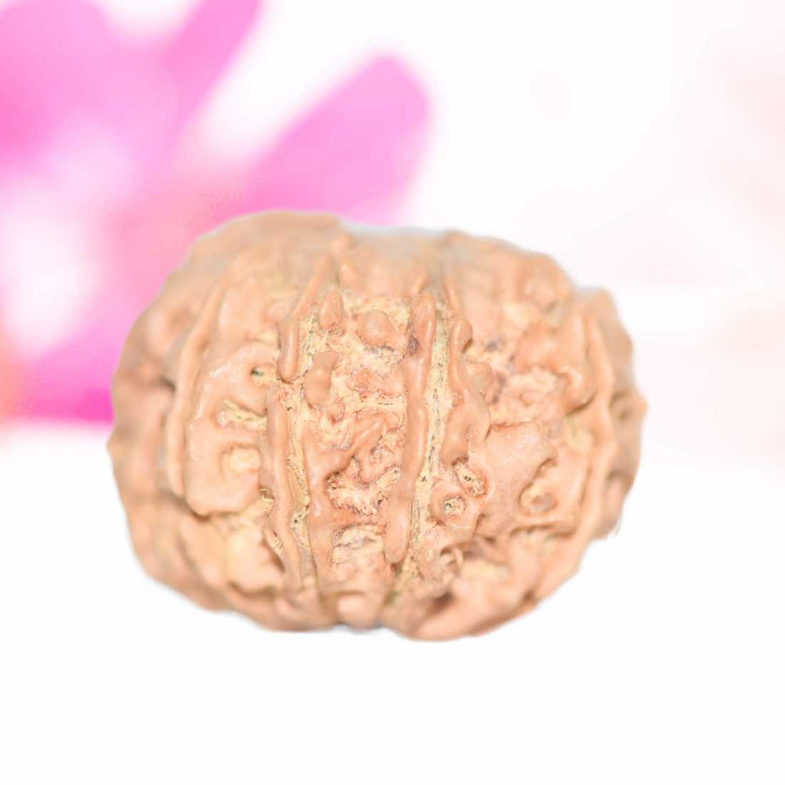 9 Mukhi Nepali Rudraksha - Large