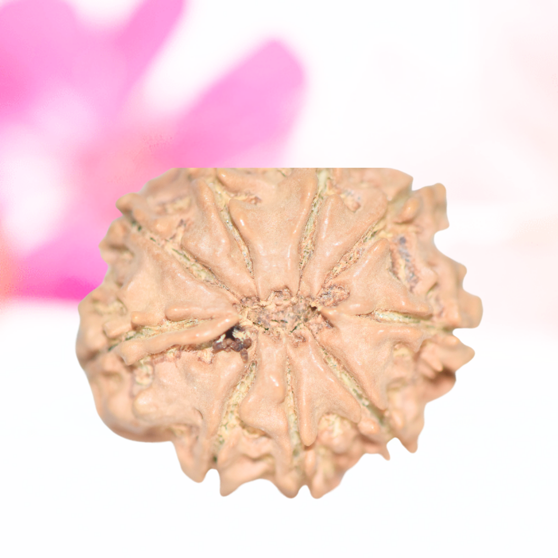 9 Mukhi Nepali Rudraksha - Large