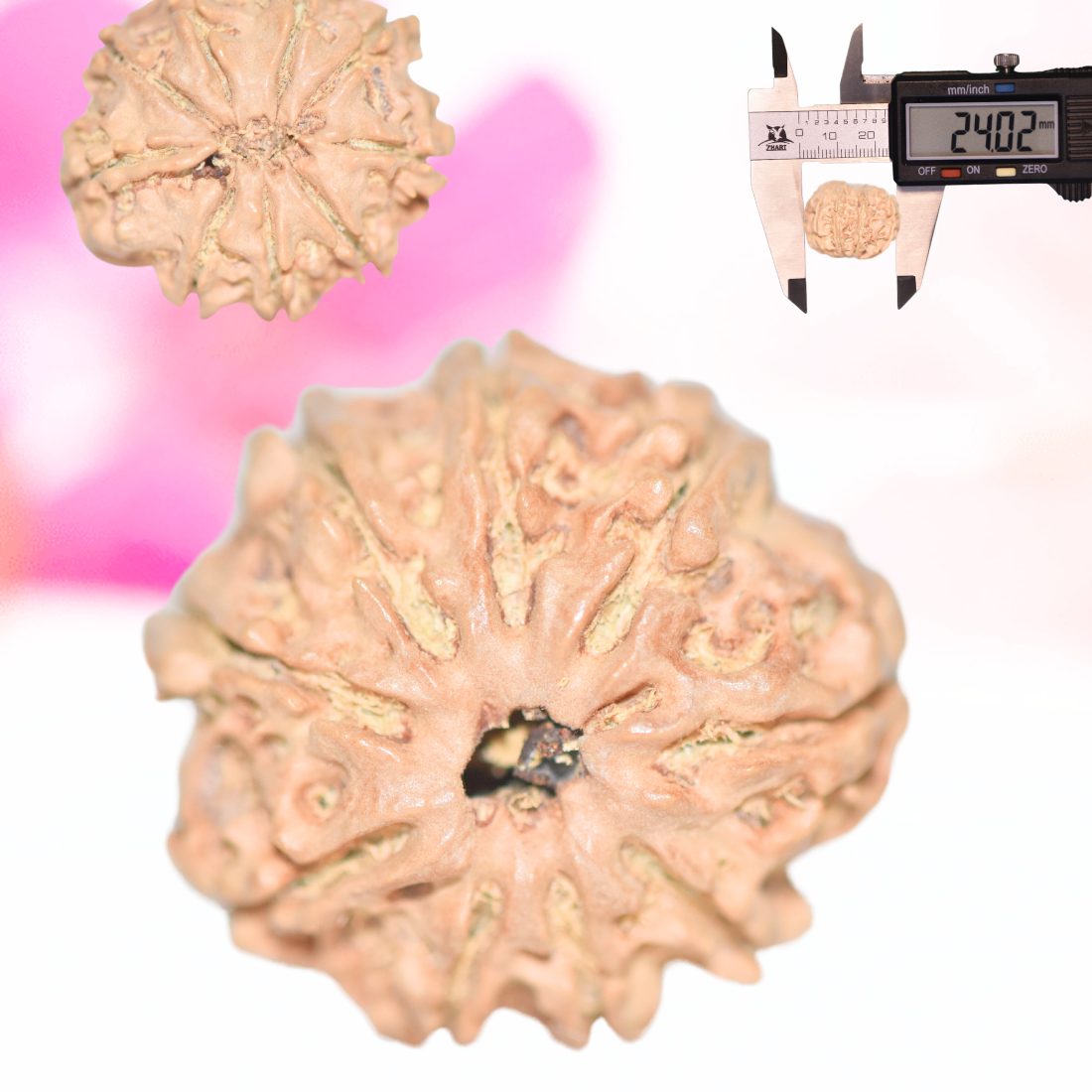 9 Mukhi Nepali Rudraksha - Large