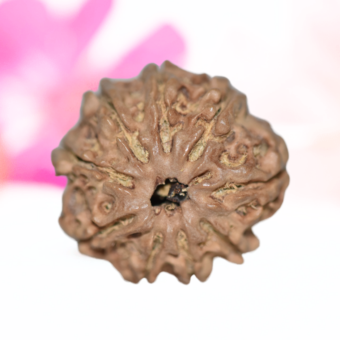 9 Mukhi Nepali Rudraksha - Large