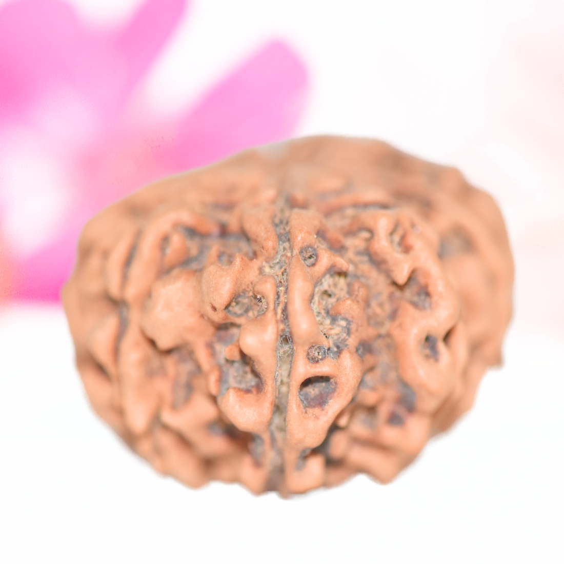 9 Mukhi Nepali Rudraksha - Large