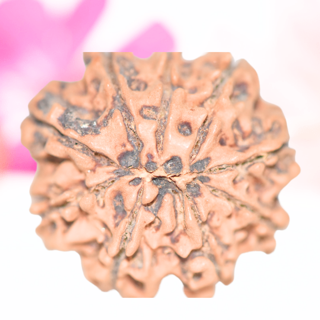 9 Mukhi Nepali Rudraksha - Large