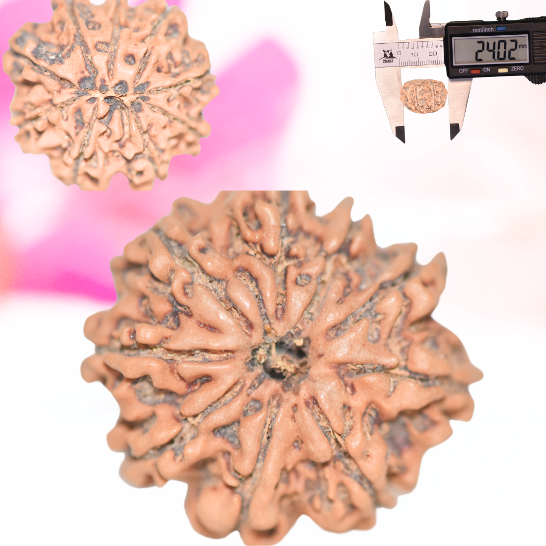9 Mukhi Nepali Rudraksha - Large