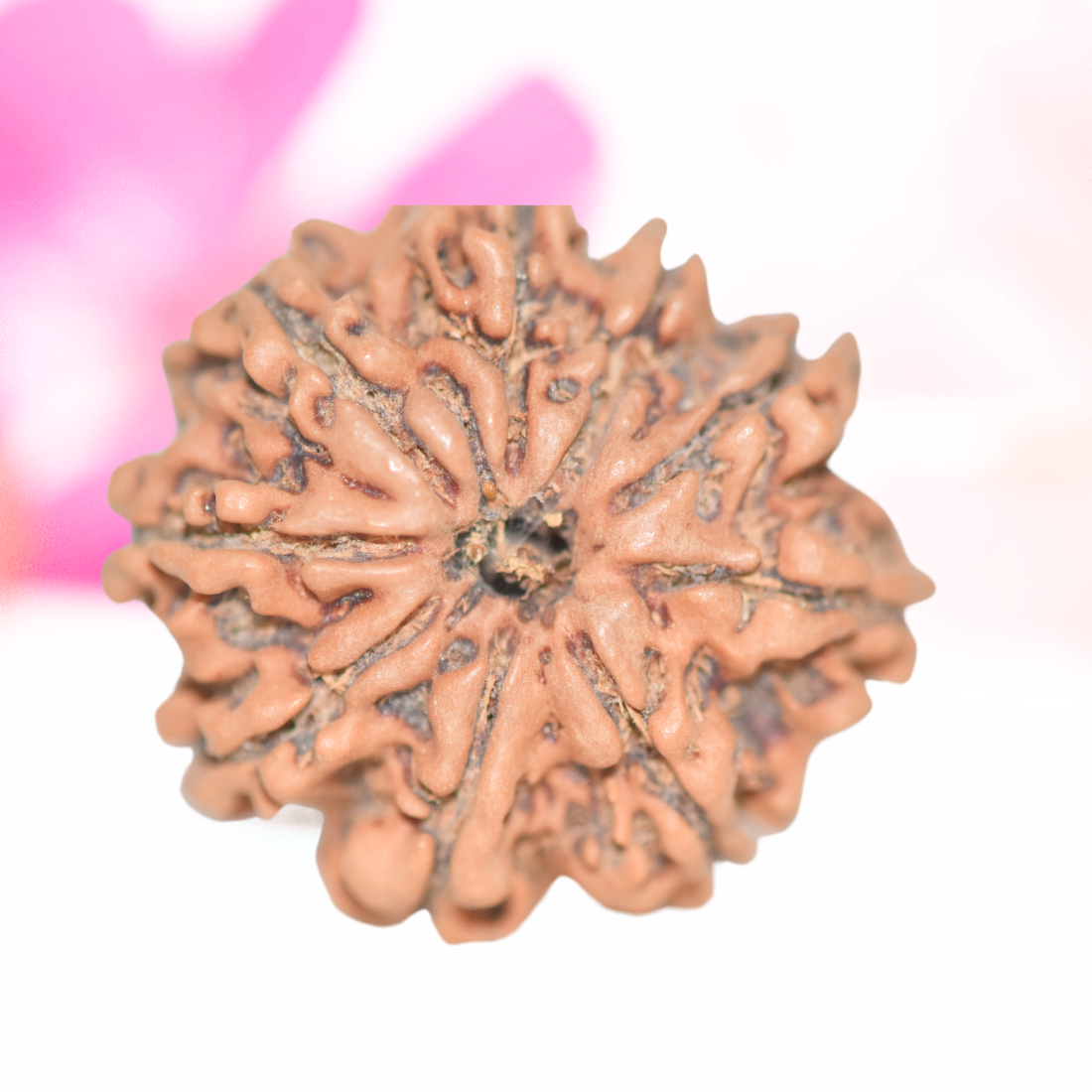 9 Mukhi Nepali Rudraksha - Large