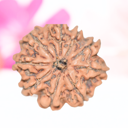 9 Mukhi Nepali Rudraksha - Large