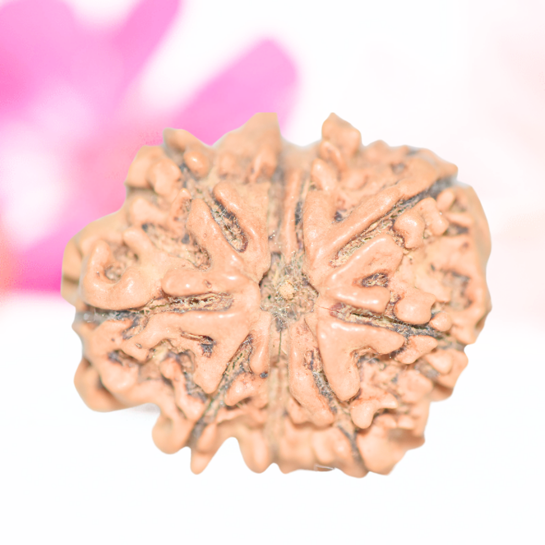 9 Mukhi Nepali Rudraksha - Large