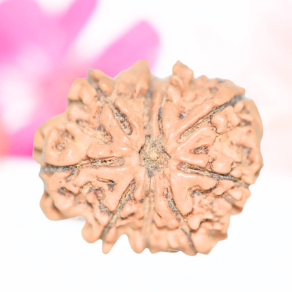 9 Mukhi Nepali Rudraksha - Large