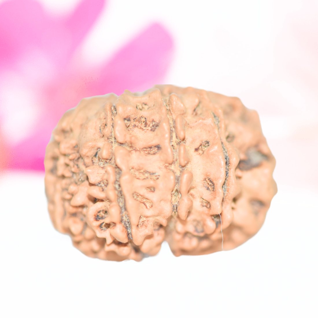 9 Mukhi Nepali Rudraksha - Large