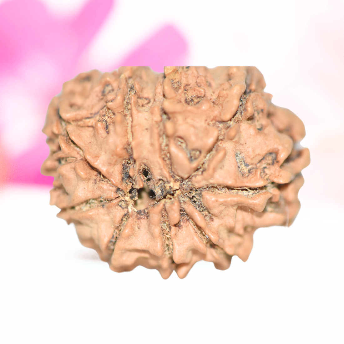 9 Mukhi Nepali Rudraksha - Large