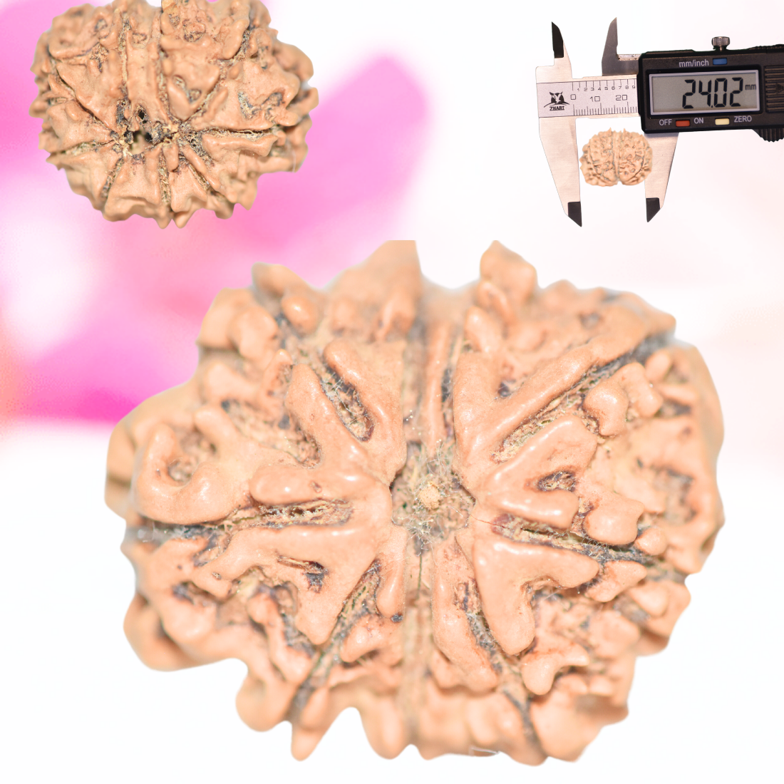 9 Mukhi Nepali Rudraksha - Large