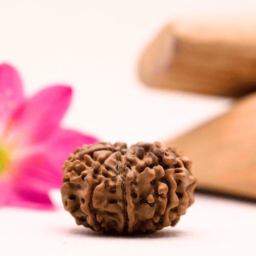 9 Mukhi Nepali Rudraksha - Large