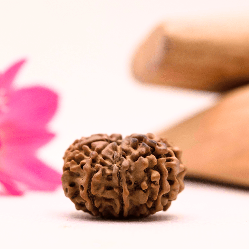 9 Mukhi Nepali Rudraksha - Large